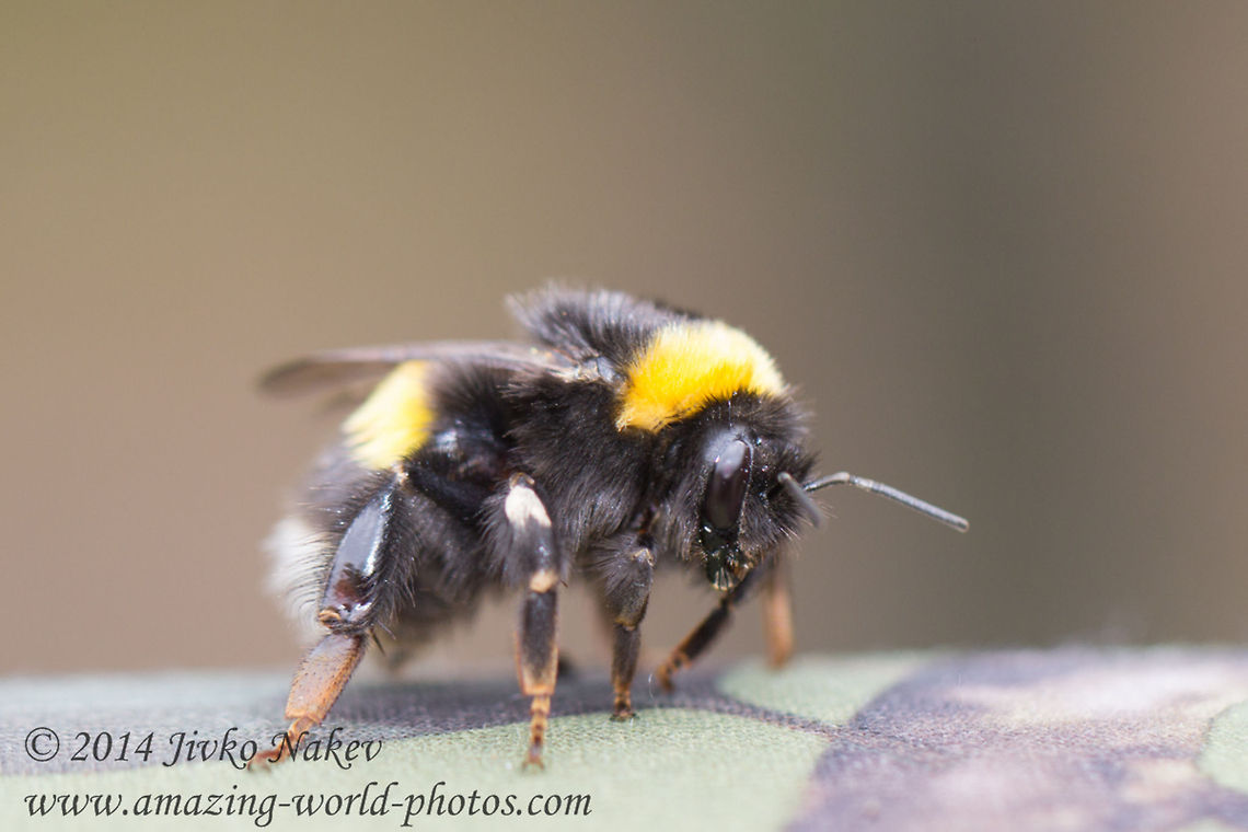 Bumble bee Bombus terrestris  Bombus terrestris,Bulgaria,Geotagged,bumblebee,insect,nature