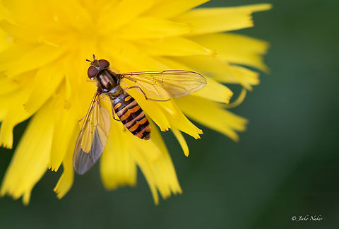 Marmalade Hoverfly - Episyrphus balteatus Dug from the archives 2016. Animalia,Arthropoda,Croatia,Diptera,Episyrphus balteatus,Europe,Geotagged,Insecta,Karlovac County,Marmalade Hover Fly,Marmalade hoverfly,Plitvice lakes,Plitvicke jazera,Summer,Syrphid fly,Syrphidae,Wildlife