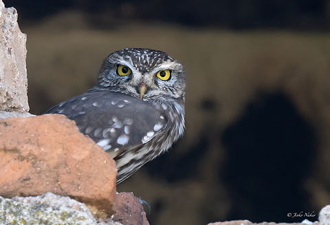 Little Owl - Athene noctua The Little Owl misses nothing  Animalia,Athene noctua,Aves,Bulgaria,Chordata,Europe,Fall,Geotagged,Little  Owl,Little owl,Mramor reservoir,Sofia,Strigidae,Strigiformes,Wildlife