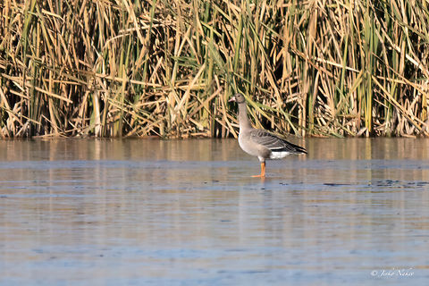 Greater white-fronted goose - Anser albifrons Large flocks of these birds usually winter in northeastern Bulgaria near the Black Sea, but for some reason this young bird appeared in a small dam about 15 km from Sofia, about 450 km from their usual wintering area.  I'm glad I was able to photograph it, because so far I had only photographed it in Poland. Anatidae,Animalia,Anser albifrons,Anseriformes,Aves,Bulgaria,Chordata,Europe,Fall,Geese,Geotagged,Greater white-fronted goose,Mramor reservoir,Sofia,True geese,Wildlife
