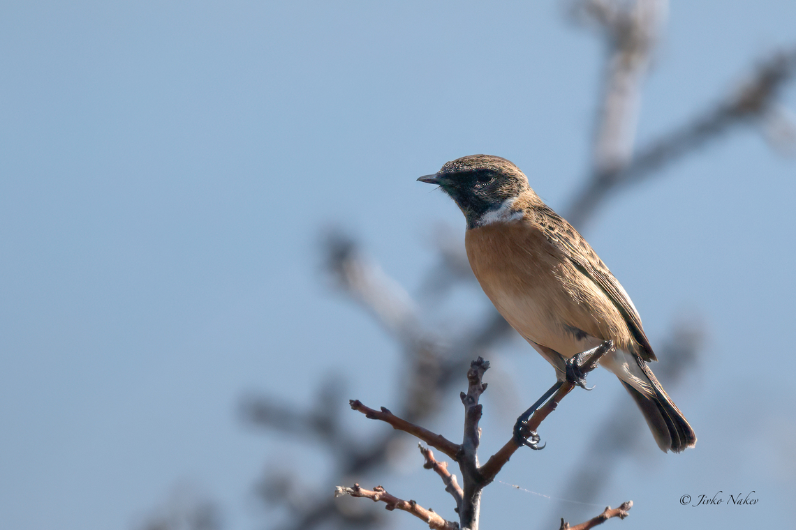 Saxicola rubicola - European Stonechat  Animalia,Aves,Chordata,Eastern Macedonia,Europe,European Stonechat,European stonechat,Fall,Fanari,Geotagged,Greece,Muscicapidae,Passeriformes,Passerine,Saxicola rubicola,Wildlife