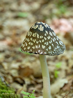 Magpie Mushroom - Coprinopsis picacea  Agaricales,Agaricomycetes,Basidiomycota,Bulgaria,Coprinopsis picacea,Europe,Fungi,Fungus,Geotagged,Magpie Inkcap,Magpie Mushroom,Psathyrellaceae,Rhodope mountains,Spring,Wildlife