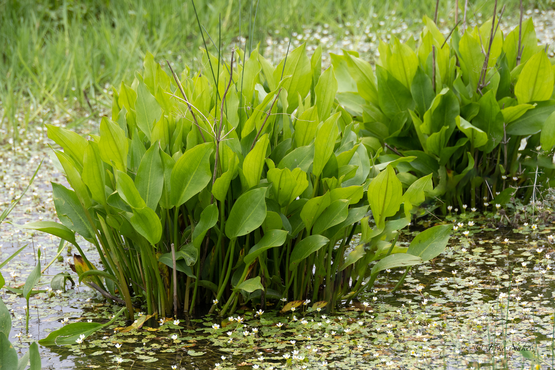 European water-plantain leaves  Alisma plantago-aquatica,Alismataceae,Alismatales,Bulgaria,Europe,European water-plantain,Flowering Plant,Geotagged,Magnoliophyta,Monocot,Plantae,Rhodope mountains,Spring,Wildlife