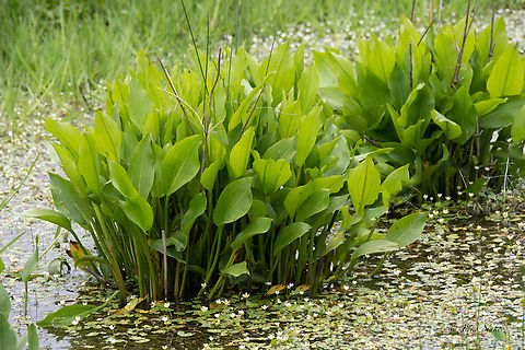 European water-plantain leaves  Alisma plantago-aquatica,Alismataceae,Alismatales,Bulgaria,Europe,European water-plantain,Flowering Plant,Geotagged,Magnoliophyta,Monocot,Plantae,Rhodope mountains,Spring,Wildlife