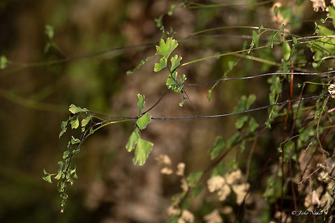 Southern maidenhair fern - Adiantum capillus-veneris  Adiantum capillus-veneris,Aspleniaceae,Bulgaria,Europe,Geotagged,Plantae,Polypodiales,Polypodiophyta,Polypodiopsida,Rhodope mountains,Southern maidenhair fern,Spring,Tracheophyta,Wildlife