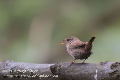 Eurasian Wren Eurasian Wren, syn. WInter Wren - Troglodytes troglodytes Bulgaria,Eurasian Wren,Geotagged,Troglodytes troglodytes,Winter Wren,aves,birds,nature,passerine,songbird