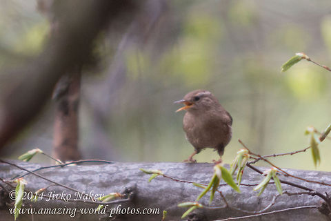 Eurasian Wren Eurasian Wren, syn. WInter Wren - Troglodytes troglodytes Bulgaria,Eurasian Wren,Geotagged,Troglodytes troglodytes,Winter Wren,aves,birds,nature,passerine,songbird