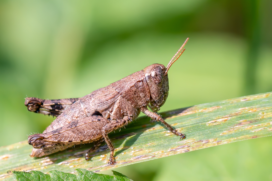 Pezotettix giornae - Common Maquis Grasshopper  Acrididae,Animalia,Arthropoda,Bulgaria,Common Maquis Grasshopper,Dragoman marsh,Europe,Geotagged,Insecta,Orthoptera,Pezotettix giornae,Short-horned Grasshopper,Summer,Wetland,Wildlife