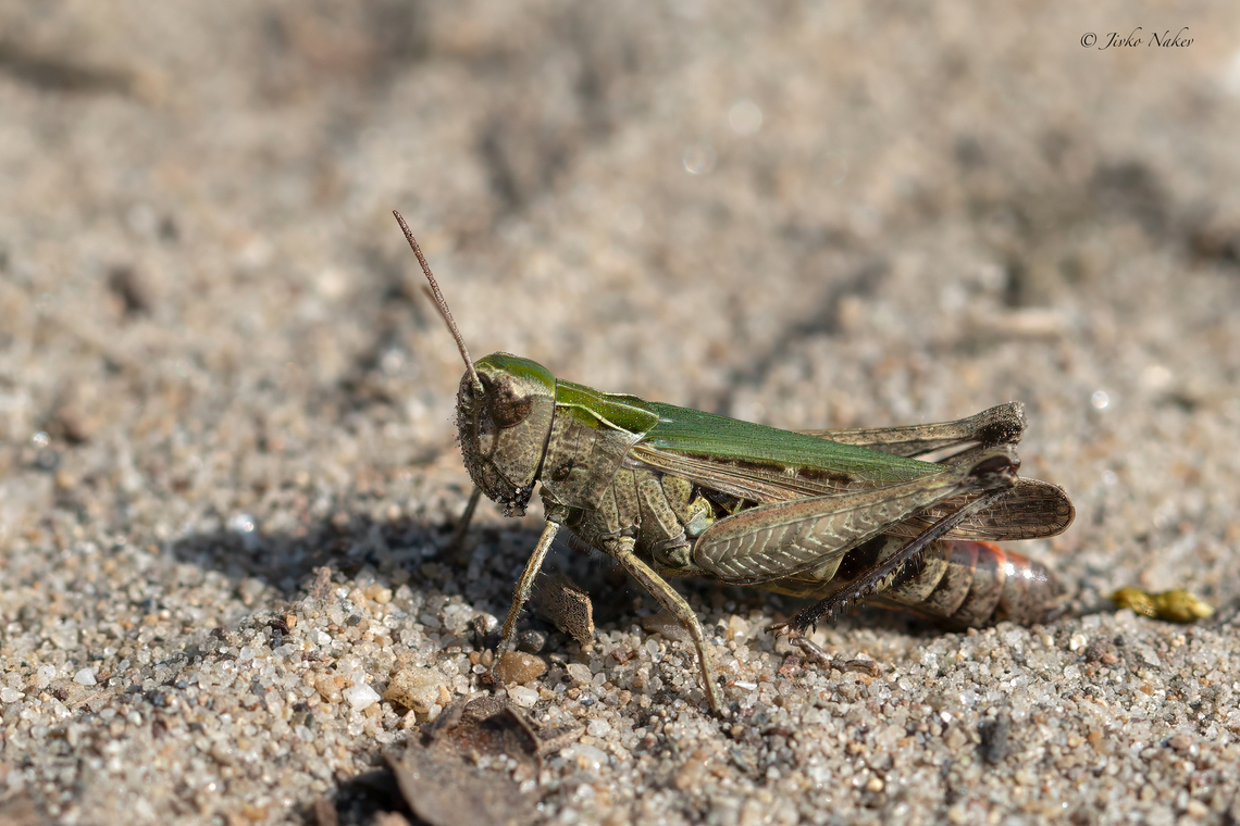 Omocestus rufipes  Acrididae,Animalia,Arthropoda,Europe,Geotagged,Insecta,Omocestus rufipes,Orthoptera,Serbia,Short-horned Grasshopper,Southern and Eastern Serbia,Summer,Wildlife