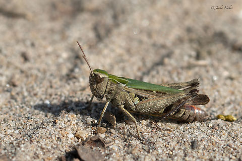 Omocestus rufipes  Acrididae,Animalia,Arthropoda,Europe,Geotagged,Insecta,Omocestus rufipes,Orthoptera,Serbia,Short-horned Grasshopper,Southern and Eastern Serbia,Summer,Wildlife