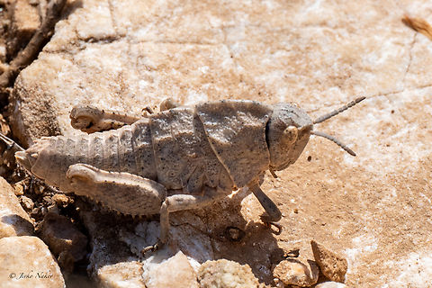 Nocaracris bulgaricus  Animalia,Arthropoda,Balkan endemic species,Bulgaria,Bulgarian Stone Grasshopper,Europe,Geotagged,Insecta,Nocaracris bulgaricus,Orthoptera,Pamphagidae,South-eastern Bulgaria,Spring,Stargach mountain,Wildlife