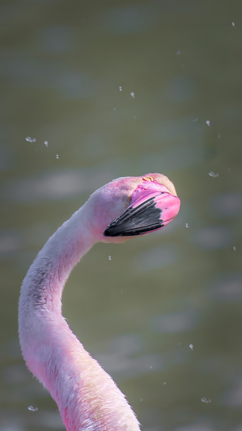 Rosy! Just for fun! Europe,France,Geotagged,Greater flamingo,Phoenicopterus roseus,Print,Provence-Alpes-C&ocirc;te d'Azur,Regional Nature Park of the Camargue,Spring