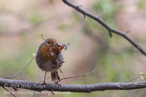 What? I'm just building my house... European Robin - Erithacus rubecula Bulgaria,Erithacus rubecula,European Robin,Geotagged,aves,birds,nature,passerine,songbird