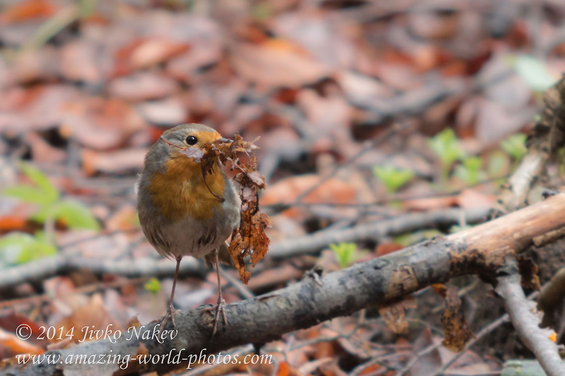 For my new home European Robin - Erithacus rubecula Bulgaria,Erithacus rubecula,European Robin,Geotagged,birds,nature,passerine,songbird