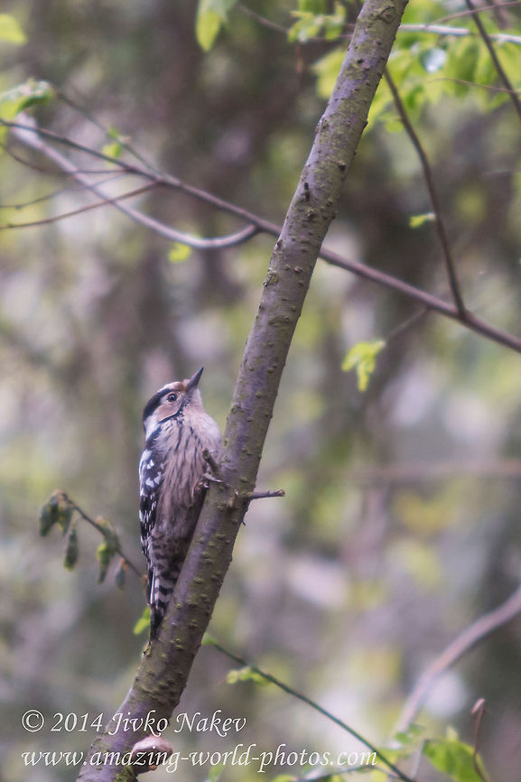 Lesser Spotted Woodpecker  Bulgaria,Dendrocopos minor,Geotagged,Lesser Spotted Woodpecker,aves,birds,piciformes