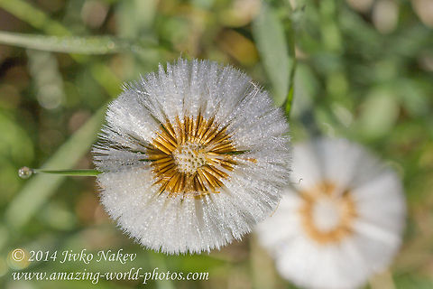 Dandelion Rosette Morning Dew  Asterales,Bulgaria,Common dandelion,Dandelion,Dent-de-lion,Geotagged,Taraxacum officinale,flora,flower,nature,plant