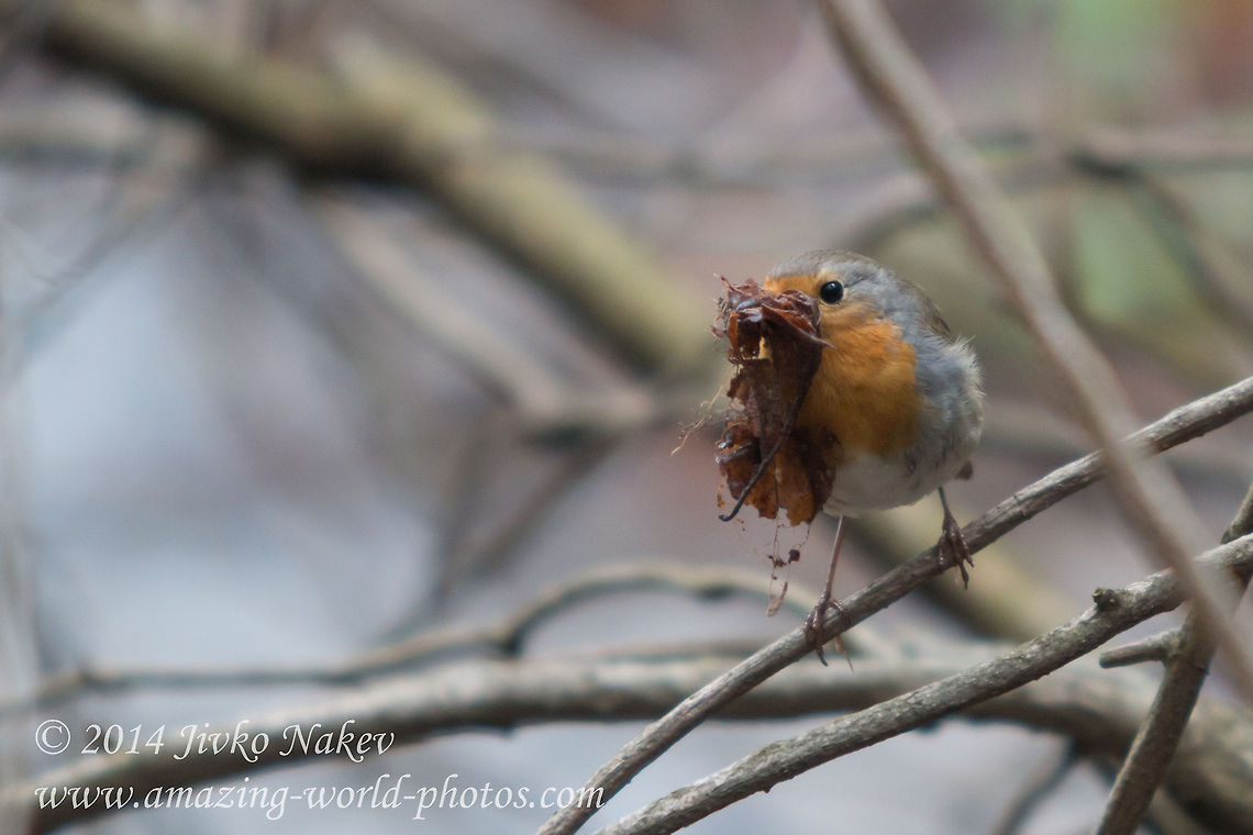 Time For New Nest  Bulgaria,Erithacus rubecula,European Robin,Geotagged,aves,birds,nature,passerine,songbird