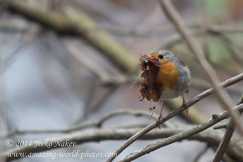 Time For New Nest  Bulgaria,Erithacus rubecula,European Robin,Geotagged,aves,birds,nature,passerine,songbird