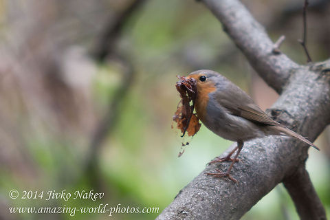 Robin The Groom  Bulgaria,Erithacus rubecula,European Robin,Geotagged,aves,birds,nature,passerine,songbird