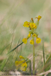 Cowslip  Bulgaria,Common cowslip,Geotagged,Primula veris,cowslip,cuy lippe,fairy cups,flower,herb peter,key flower,paigle,palsywort,peggle,petty muleins,plant,plumrocks,primula officinalis,primula veris,tittypines
