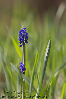 Grape hyacinth Grape hyacinth - Muscari botryoides Bulgaria,Geotagged,Grape Hyacinth,Grape hyacinth,Muscari botryoides,blue flower,nature,plant,wild flower