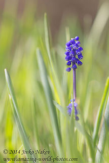 Grape hyacinth Grape hyacinth - Muscari botryoides Bulgaria,Geotagged,Grape Hyacinth,Grape hyacinth,Muscari botryoides,blue flower,nature,plant,wild flower
