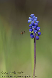 Grape hyacinth Grape hyacinth - Muscari botryoides Bulgaria,Geotagged,Grape Hyacinth,Grape hyacinth,Muscari botryoides,blue flower,nature,plant,wild flower
