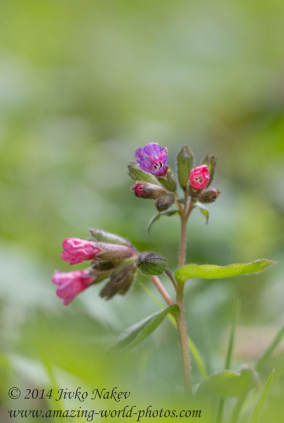 Common lungwort Common lungwort - Pulmonaria officinalis Bulgaria,Common lungwort,Geotagged,Pulmonaria officinalis,flower,nature,plant
