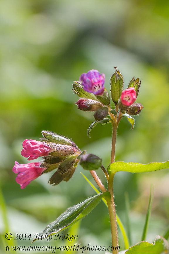 Common lungwort Common lungwort - Pulmonaria officinalis Bulgaria,Common lungwort,Geotagged,Pulmonaria officinalis,flower,nature,plant