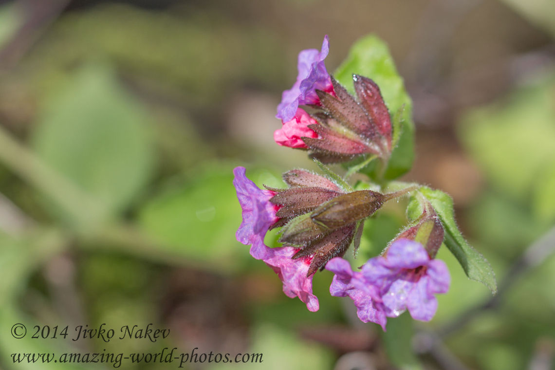 Common lungwort Common lungwort - Pulmonaria officinalis Bulgaria,Common lungwort,Geotagged,Pulmonaria officinalis,flower,nature,plant