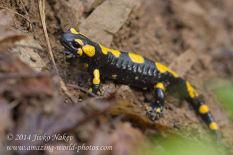 Fire Salamander Fire Salamander - Salamandra salamandra Bulgaria,Fire Salamander,Geotagged,Salamandra salamandra,Salamandridae,amphibian,animal,caudata,fauna,fire salamander,nature,salamandra salamandra