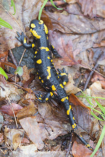Fire Salamander Fire Salamander - Salamandra salamandra Bulgaria,Fire Salamander,Geotagged,Salamandra salamandra,Salamandridae,amphibian,animal,caudata,fauna,fire salamander,nature,salamandra salamandra