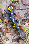Fire Salamander Fire Salamander - Salamandra salamandra Bulgaria,Fire Salamander,Geotagged,Salamandra salamandra,Salamandridae,amphibian,animal,caudata,fauna,fire salamander,nature,salamandra salamandra