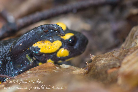 Fire Salamander - Step by step Fire Salamander - Salamandra salamandra Bulgaria,Fire Salamander,Geotagged,Salamandra salamandra,Salamandridae,amphibian,animal,caudata,fauna,fire salamander,nature,salamandra salamandra