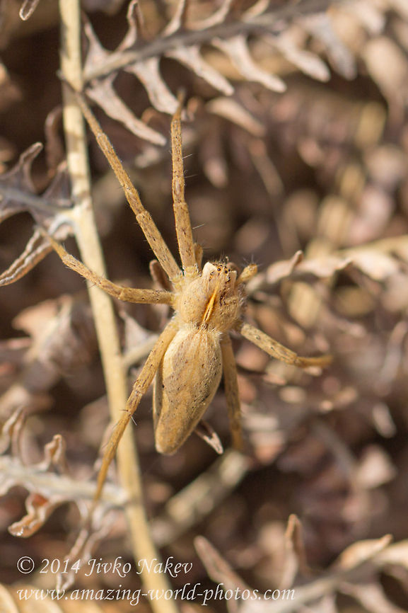 Nursery Web Spider Nursery Web Spider - Pisaura mirabilis Bulgaria,Geotagged,Nursery Web Spider,Nursery web spider,Pisaura mirabilis,animal,arachnida,araneae,fauna,nature
