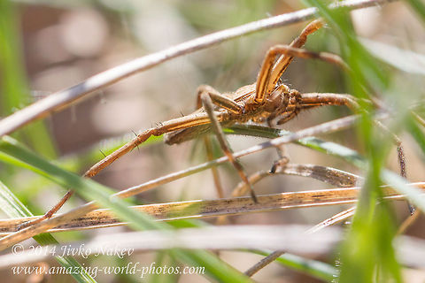Nursery Web Spider Nursery Web Spider - Pisaura mirabilis Bulgaria,Geotagged,Nursery Web Spider,Nursery web spider,Pisaura mirabilis,animal,arachnida,araneae,fauna,nature