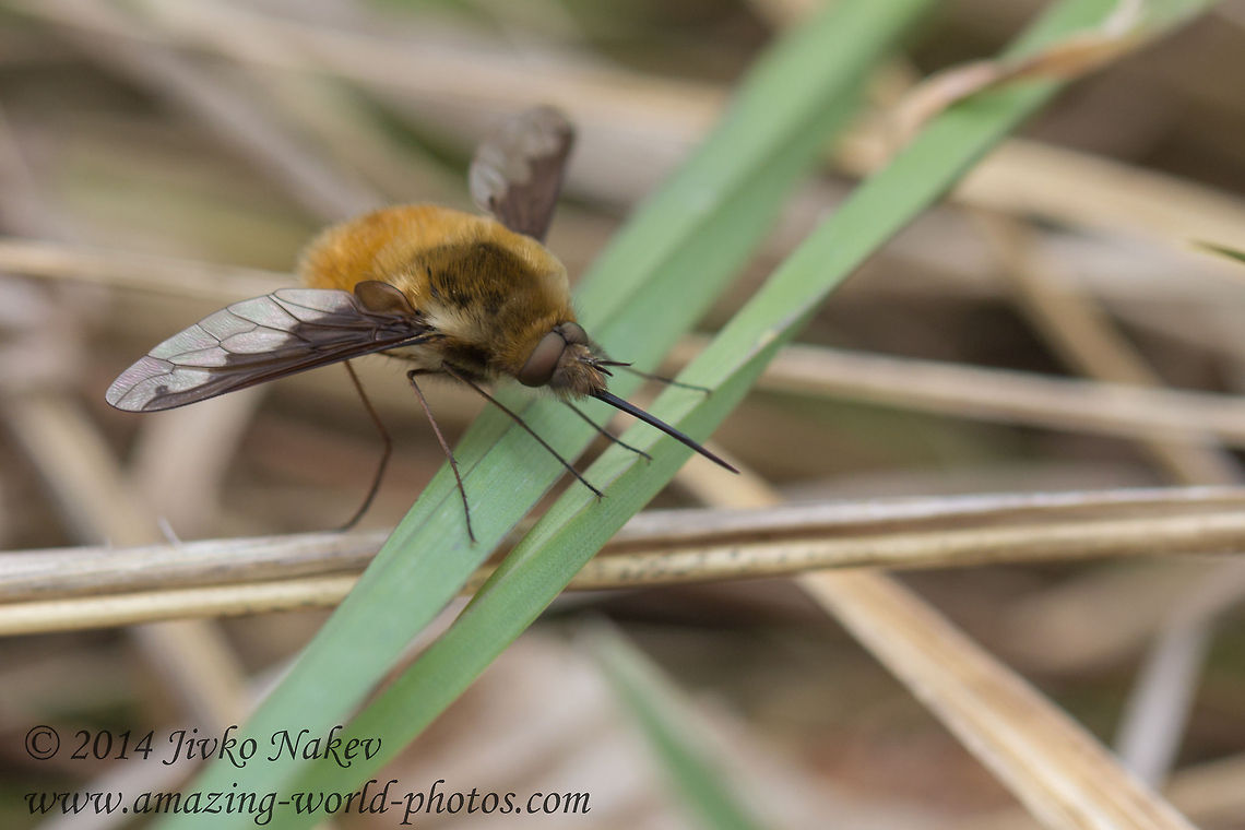 Large Bee-fly Large Bee-fly - Bombylius major Bombyliidae,Bombylius major,Bulgaria,Geotagged,bombylius major,flies,fly,insect,large bee-fly,mimicry,nature