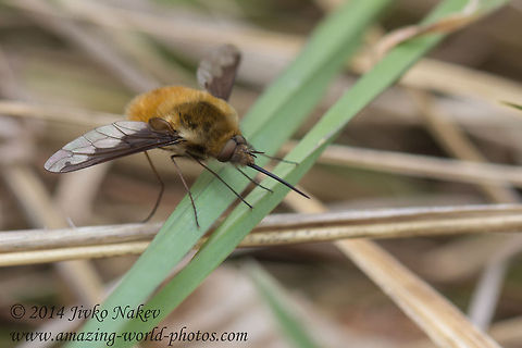 Large Bee-fly Large Bee-fly - Bombylius major Bombyliidae,Bombylius major,Bulgaria,Geotagged,bombylius major,flies,fly,insect,large bee-fly,mimicry,nature