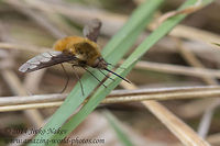 Large Bee-fly Large Bee-fly - Bombylius major Bombyliidae,Bombylius major,Bulgaria,Geotagged,bombylius major,flies,fly,insect,large bee-fly,mimicry,nature