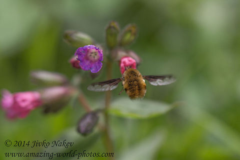 Large Bee-fly Common lungwort and Large Bee-fly (Pulmonaria officinalis and Bombylius major) Bombyliidae,Bulgaria,Common lungwort,Geotagged,Pulmonaria officinalis,bombylius major,flies,flower,fly,insect,large bee-fly,mimicry,nature
