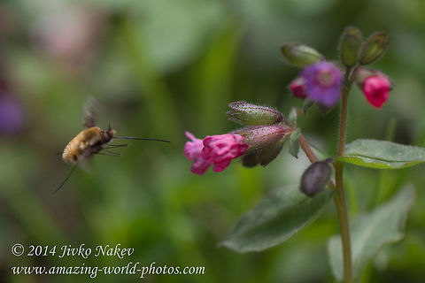 Large Bee-fly Common lungwort and Large Bee-fly (Pulmonaria officinalis and Bombylius major) Bombyliidae,Bulgaria,Common lungwort,Geotagged,Pulmonaria officinalis,bombylius major,flies,flower,fly,insect,large bee-fly,mimicry,nature