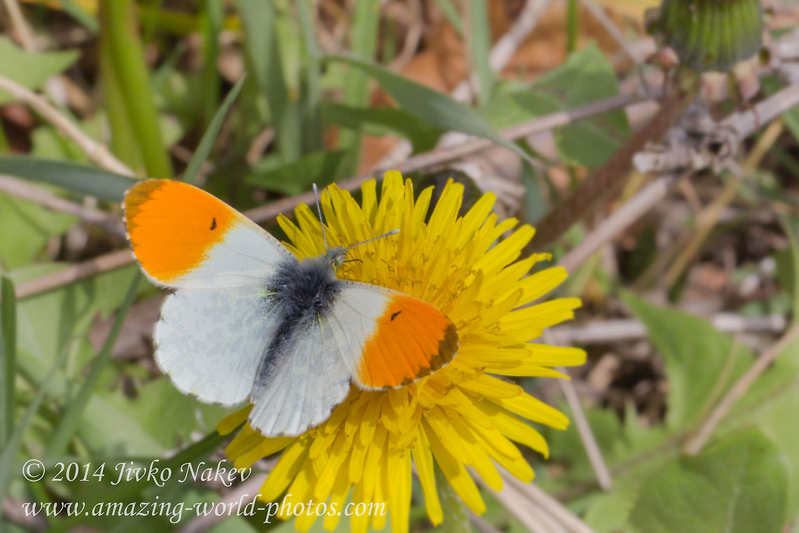 Orange Tip Butterfly Orange Tip Butterfly - Euchloe cardamines, syn. Anthocharis cardamines Anthocharis cardamines,Bulgaria,Euchloe cardamines,Geotagged,Orange Tip Butterfly,Pieridae,insect,lepidoptera,nature,orange tip