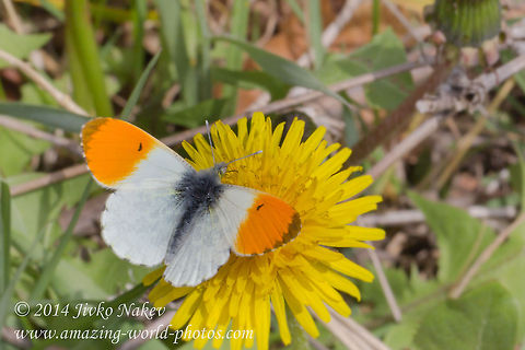 Orange Tip Butterfly Orange Tip Butterfly - Euchloe cardamines, syn. Anthocharis cardamines Anthocharis cardamines,Bulgaria,Euchloe cardamines,Geotagged,Orange Tip Butterfly,Pieridae,insect,lepidoptera,nature,orange tip