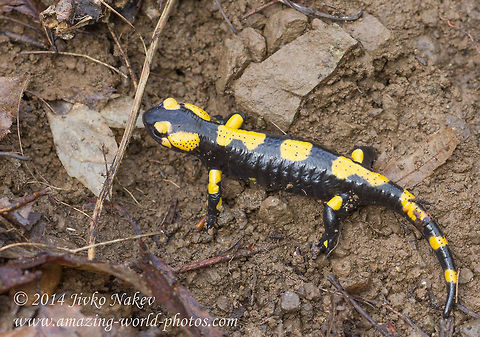 Fire Salamander Fire Salamander - Salamandra salamandra Bulgaria,Fire Salamander,Geotagged,Salamandra salamandra,Salamandridae,amphibian,animal,caudata,fauna,fire salamander,nature,salamandra salamandra