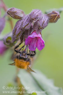 Common carder bee feeding on Common Lungwort Common carder bee - Bombus pascuorum Bombini,Bombus pascuorum,Bulgaria,Common carder bee,Common lungwort,Geotagged,bumble bee,hymenoptera,insect,nature