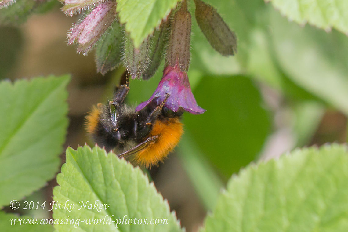 Carder bee The Red Hood Common carder bee - Bombus pascuorum Bombini,Bombus pascuorum,Bulgaria,Common carder bee,Common lungwort,Geotagged,bumble bee,hymenoptera,insect,nature