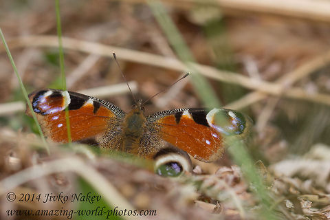 European Peacock Butterfly European Peacock Butterfly - Nymphalis io, syn. Inachis io Bulgaria,European Peacock,European Peacock Butterfly,Geotagged,Inachis io,insect,lepidoptera,nature,nymphalidae