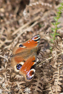European Peacock Butterfly European Peacock Butterfly - Nymphalis io, syn. Inachis io Bulgaria,European Peacock,European Peacock Butterfly,Geotagged,Inachis io,insect,lepidoptera,nature,nymphalidae