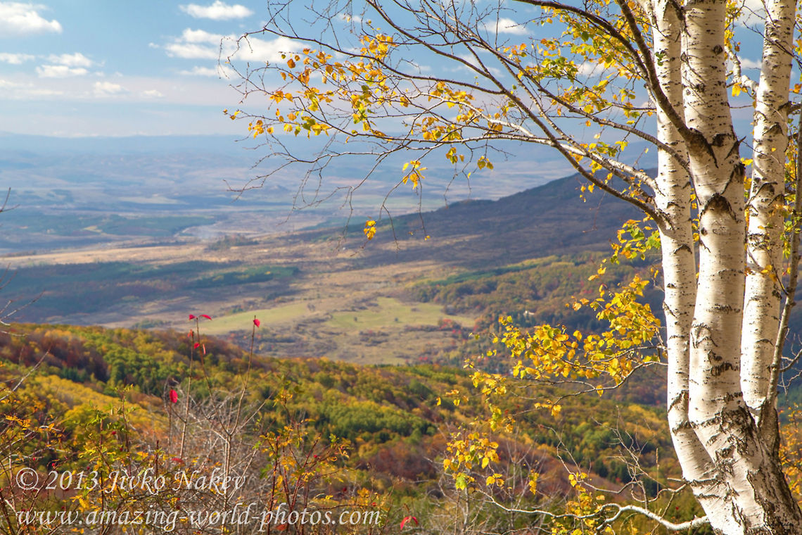 Autumn Mountain Landscape Birch Trees Autumn Mountain Landscape Birch Trees Betula pendula,Bulgaria,Geotagged,Silver birch,autumn,birch,fall,landscape,mountain,yellow leaves