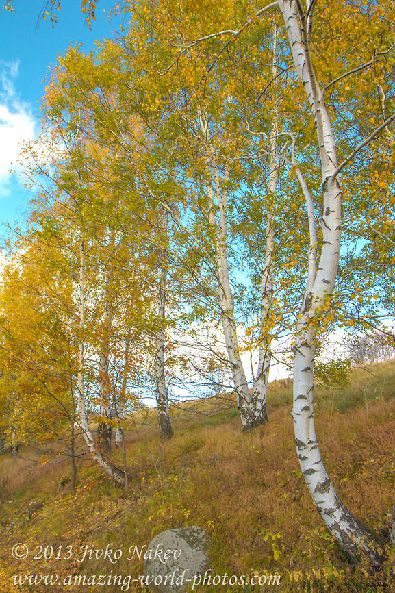 Early Autumn Birch Trees Early Autumn Birch Trees Betula pendula,Bulgaria,Geotagged,Silver birch,autumn,birch,fall,yellow leaves